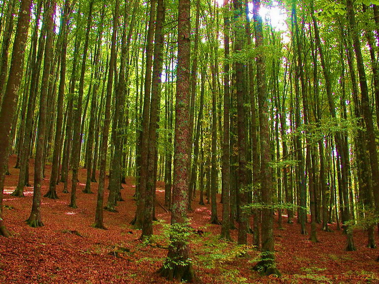 Funghi del vento e della siccit